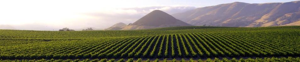 Israeli Vineyards